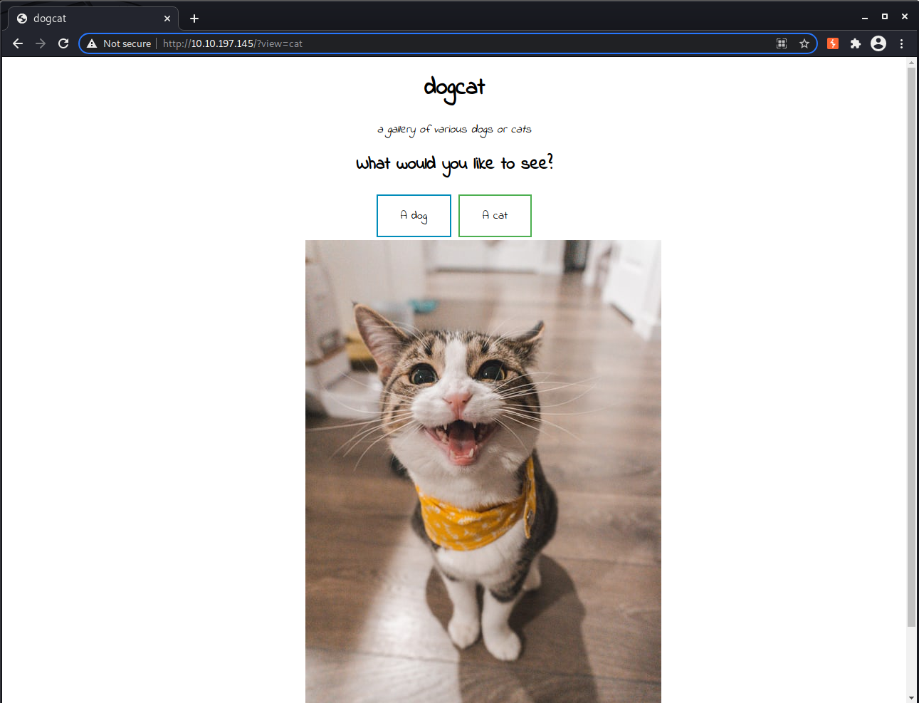 Dogcat homepage