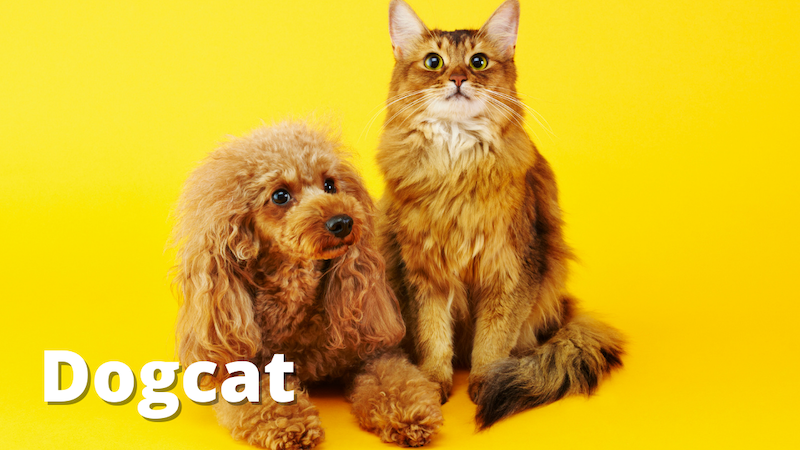 THM: Dogcat